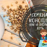 Семена от конопе: полза и вреда (как да приемате)